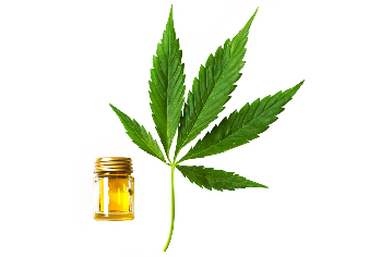 hemp oil, as a part of the Cannabis oil